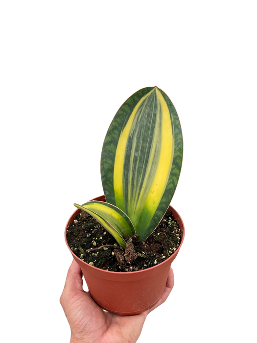 shark snake plant Variegated Shark Fin Snake Plant