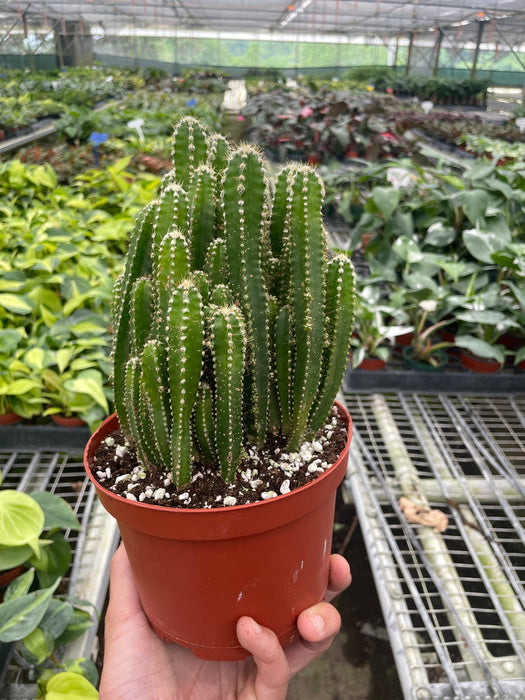types of fairy castle cactus Fairy Castle Cactus