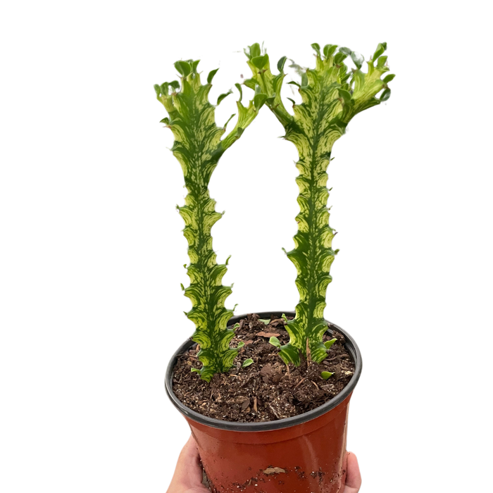 Euphorbia 'Mint Cream'