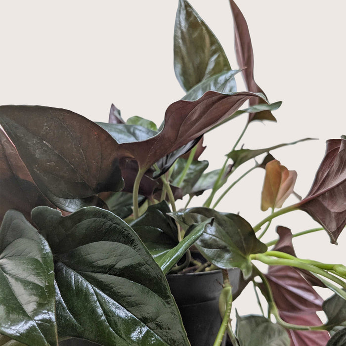 Syngonium 'Red Arrow'