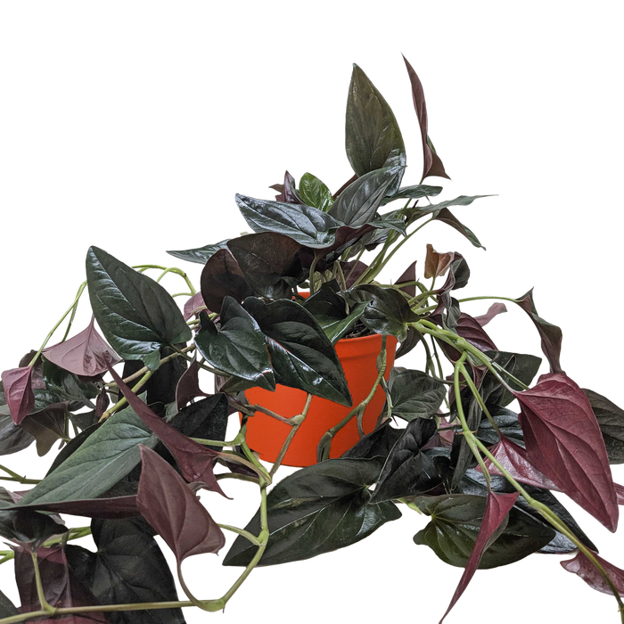 Syngonium 'Red Arrow'