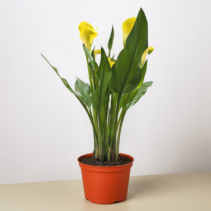 house plant calla lily Purple Calla Lily - 6" Pot | Indoor Plant | Tropical Plant | Potted Plant