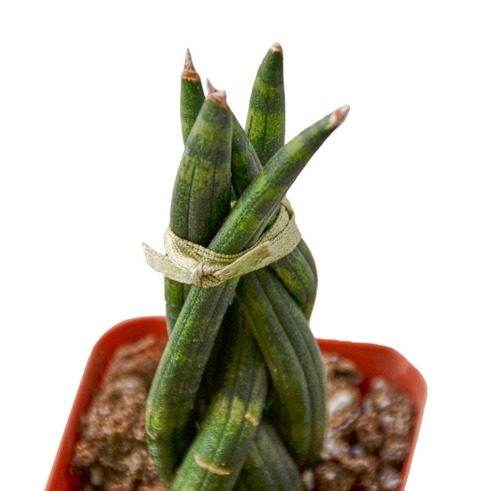 cylindrical snake plant braided Snake Plant Braided
