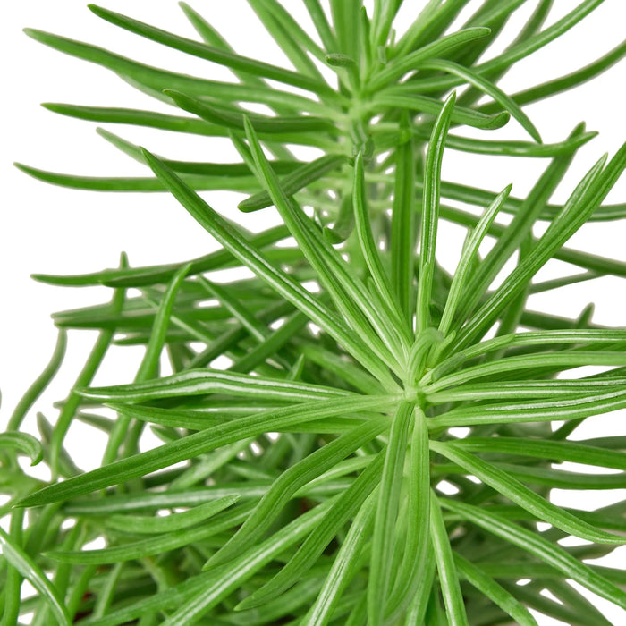 himalayan succulent Succulent Senecio 'Himalayan' - 4" Pot