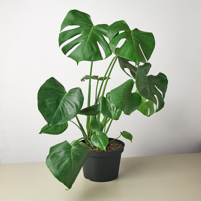 Monstera Deliciosa shown in an 8-inch nursery pot.