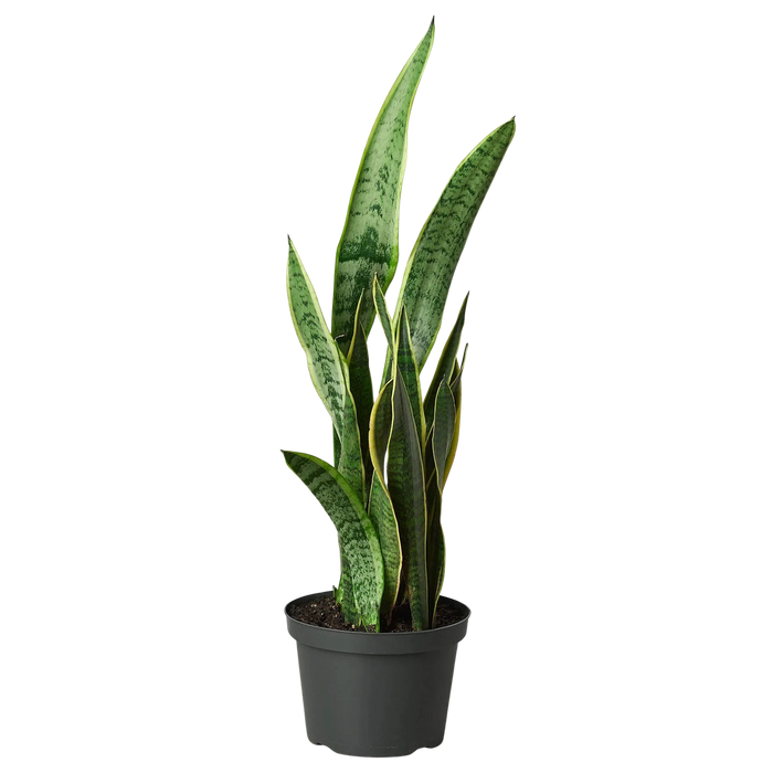 Snake Plant Laurentii