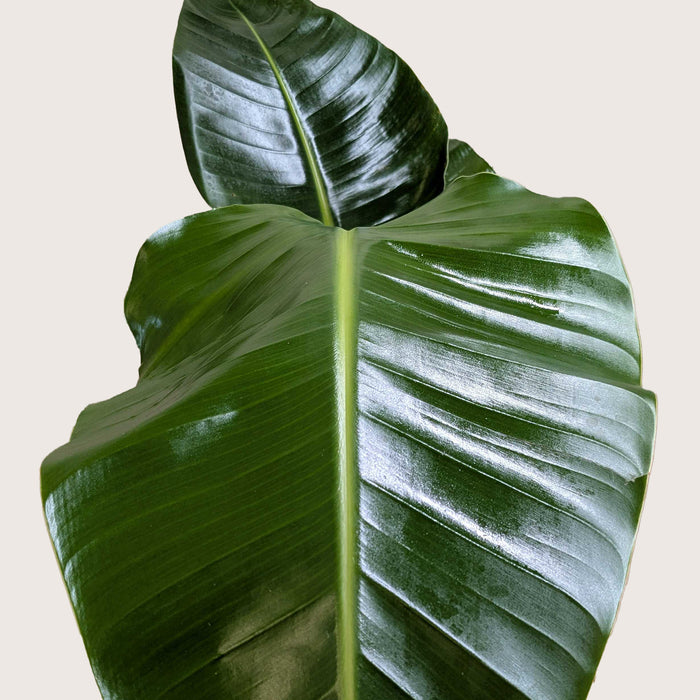 White Bird of Paradise 'Strelitzia Nicolai'