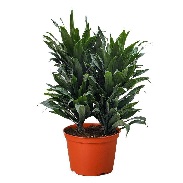 Dracaena 'Janet Craig'
