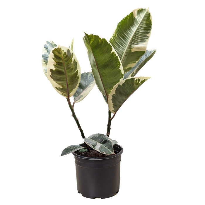 Ficus Elastica 'Tineke'