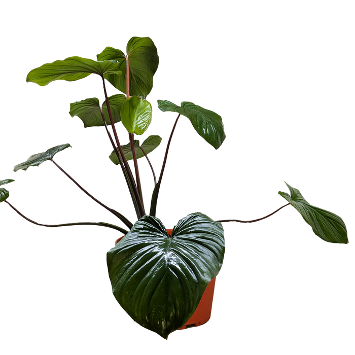 philodendron homalomena emerald gem Homalomena 'Emerald Gem' | Indoor Plant | Tropical Plant | Potted Plant