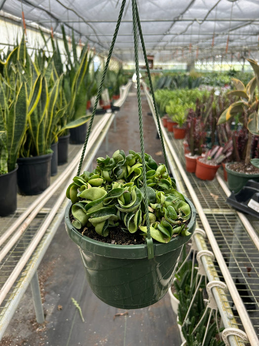 Hoya Rope Plant