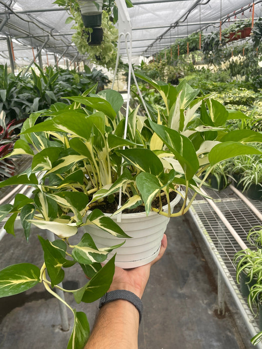 pothos mutation Pothos 'Mutant Manjula'