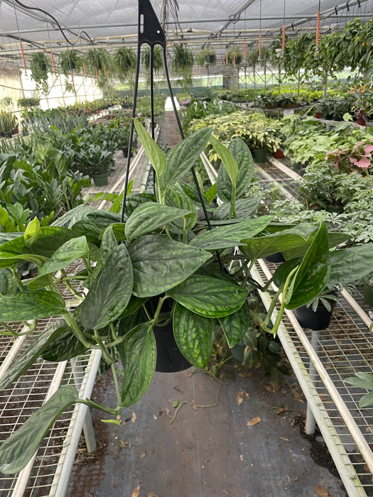 is monstera peru a philodendron Philodendron 'Dragon Tail' | Indoor Plant | Tropical Plant