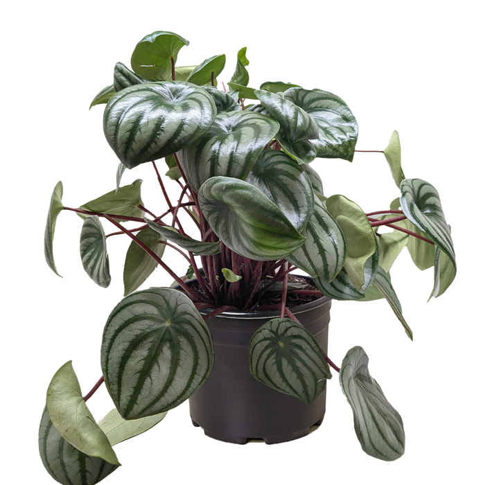 Peperomia Watermelon