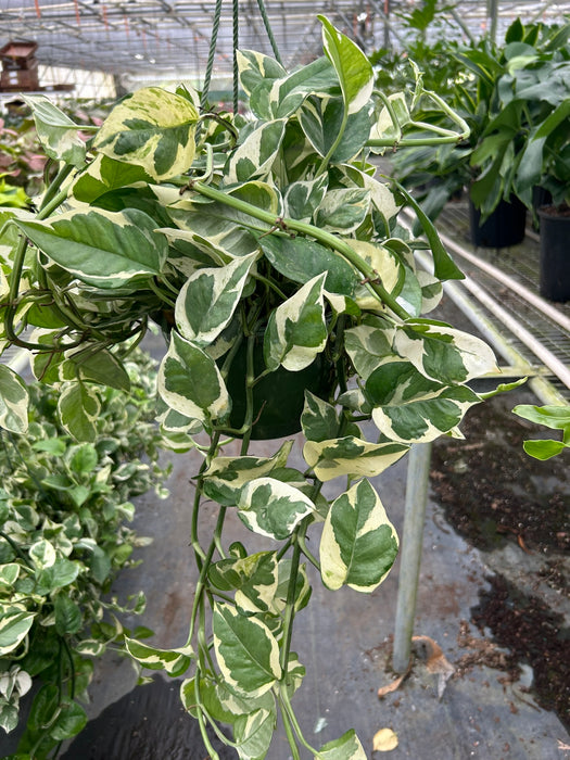 pothos n joy light requirements Pothos 'N'joy'