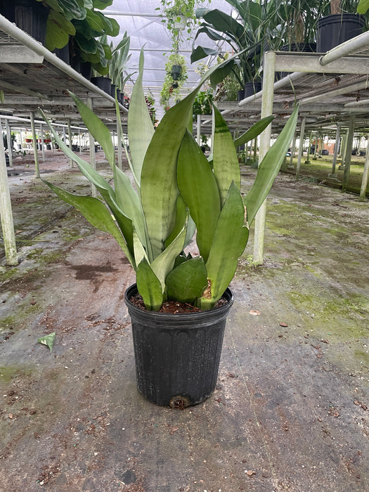 dwarf moonshine snake plant Snake Plant Moonshine