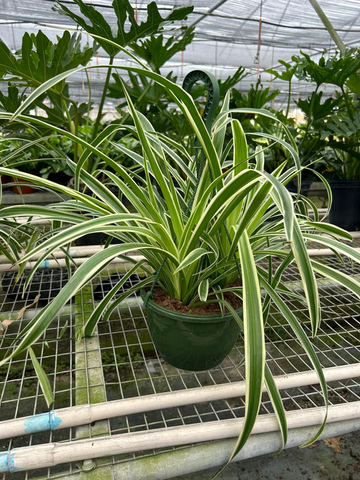 Spider Plant Reverse