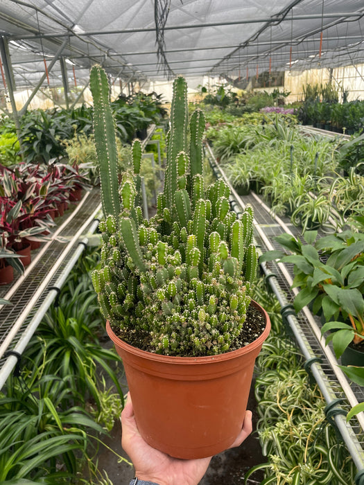 types of fairy castle cactus Fairy Castle Cactus