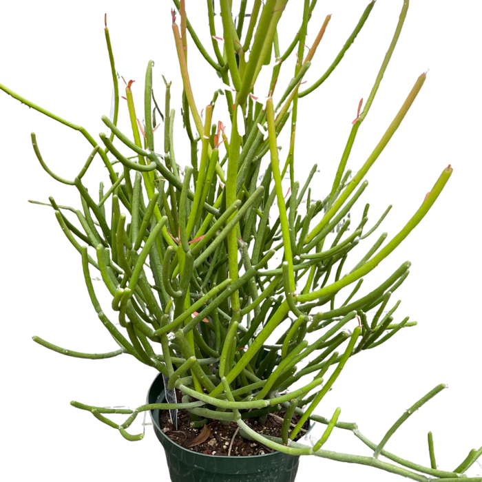 pencil cactus sap EUPHORBIA 'PENCIL CACTUS'