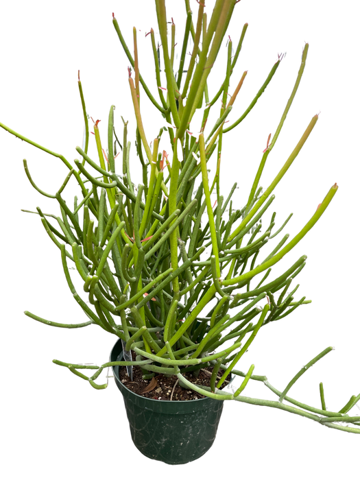 what is a pencil cactus EUPHORBIA 'PENCIL CACTUS'