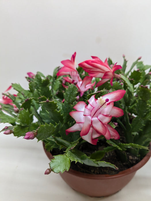 Zygocactus 'Christmas Cactus'