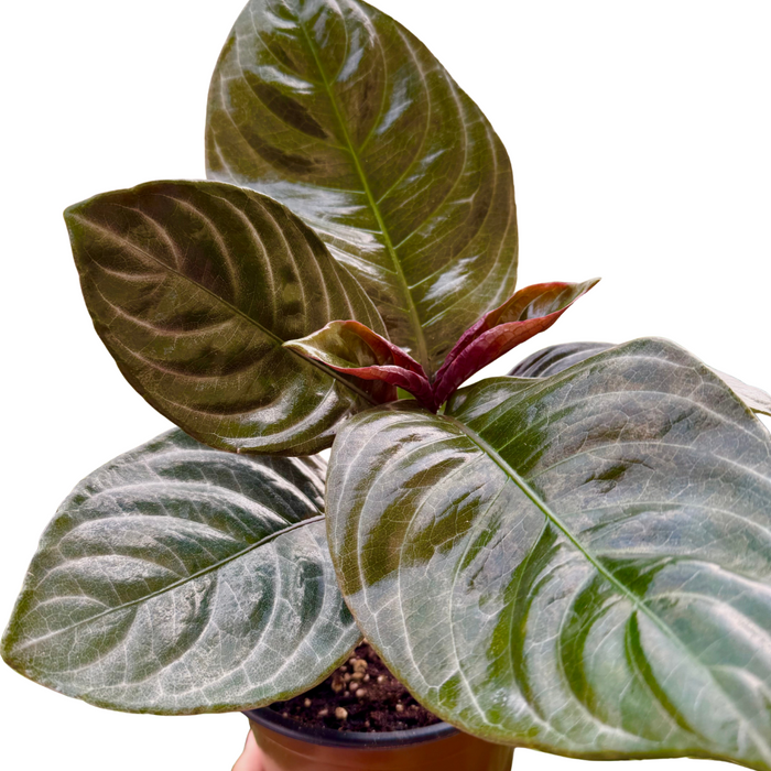 Aphelandra 'Nova Fuego'