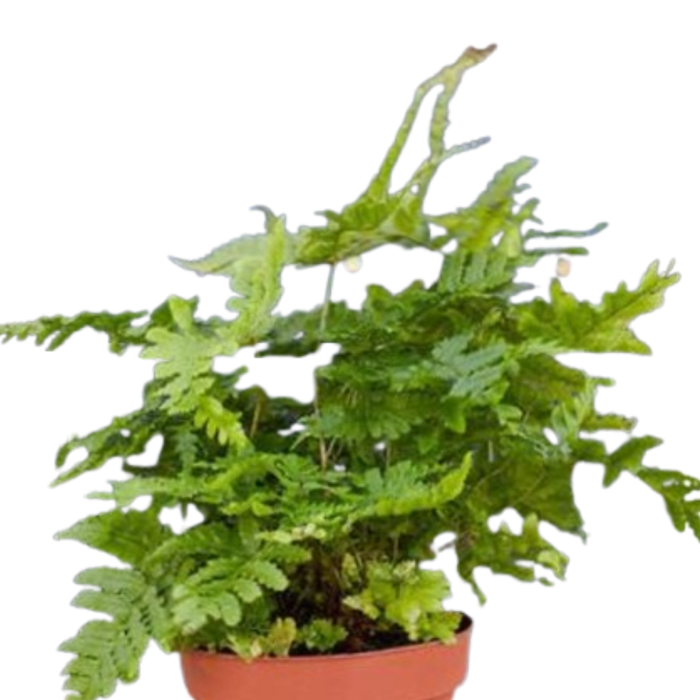 'Autumn' Fern - 4" Pot - NURSERY POT ONLY