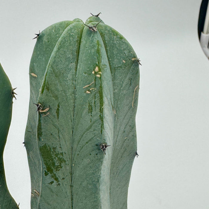'Blue Candle' Cactus