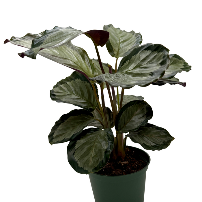 Calathea 'Northern Lights'