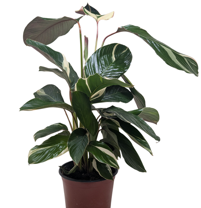 Calathea 'Princess Dalya'