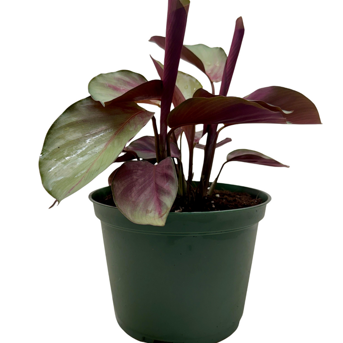 Calathea 'Silver Plate'