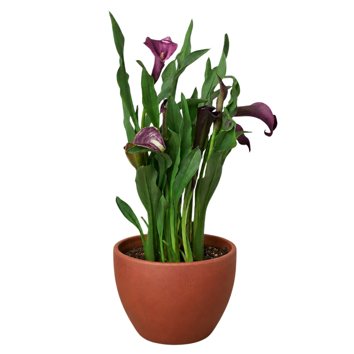 where to plant purple calla lilies Purple Calla Lily - 6" Pot | Indoor Plant | Tropical Plant | Potted Plant