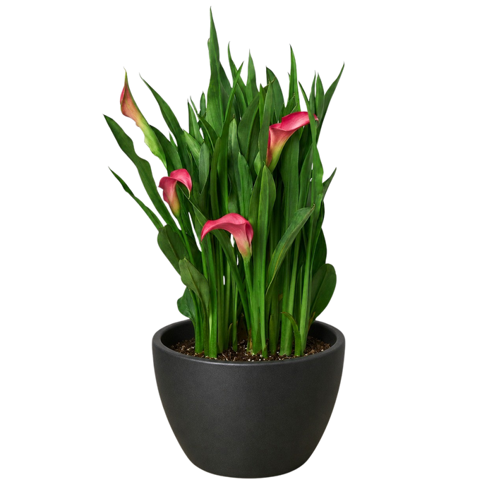 Calla Lily