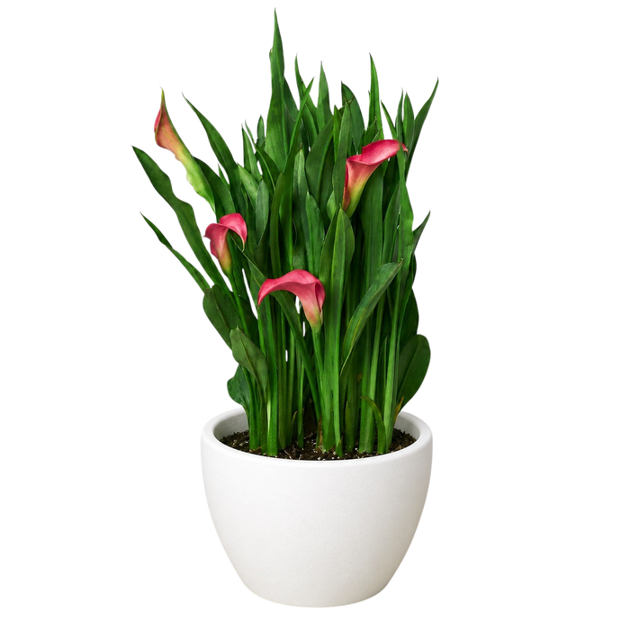Calla Lily