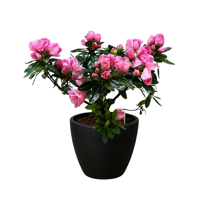 Azalea (Rhododendron)