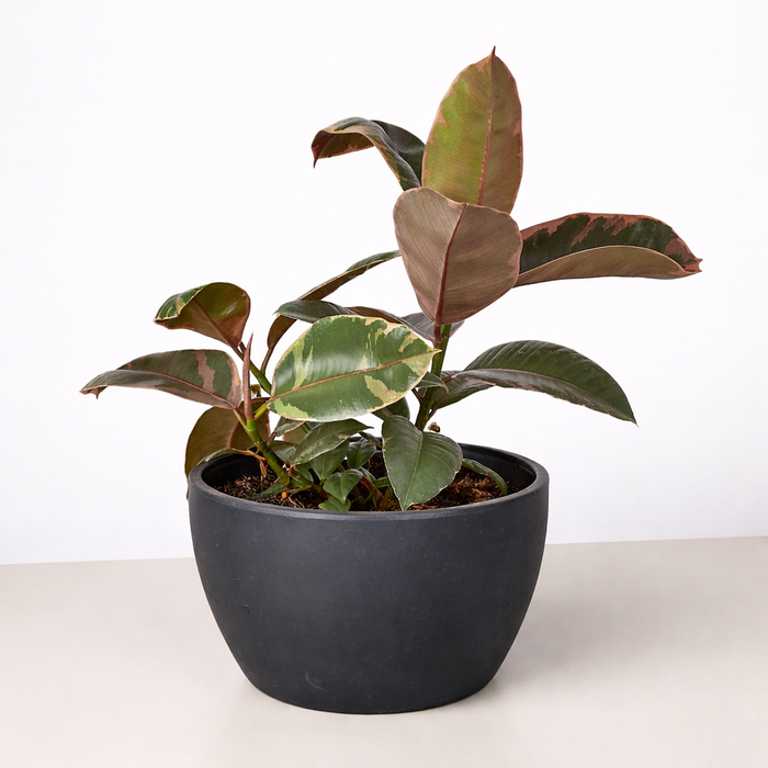 Ficus Elastica 'Ruby Pink'