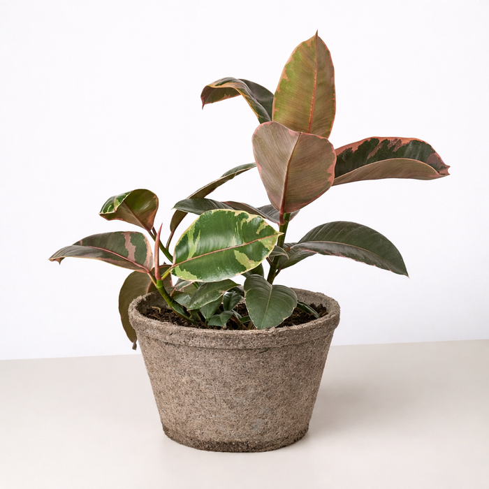 Ficus Elastica 'Ruby Pink'