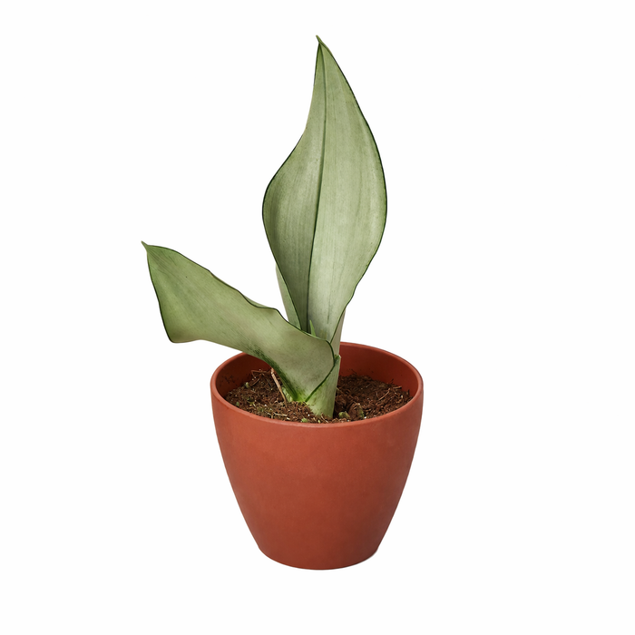 sansevieria moonshine price Snake Plant Moonshine
