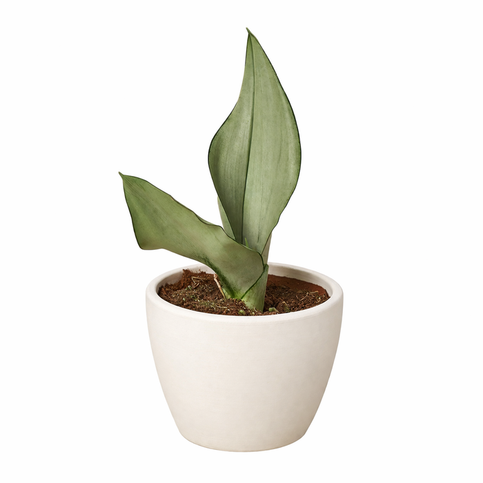 moonshine snake plant large Snake Plant Moonshine