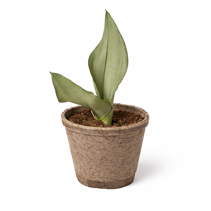 brown snake plant Snake Plant Moonshine