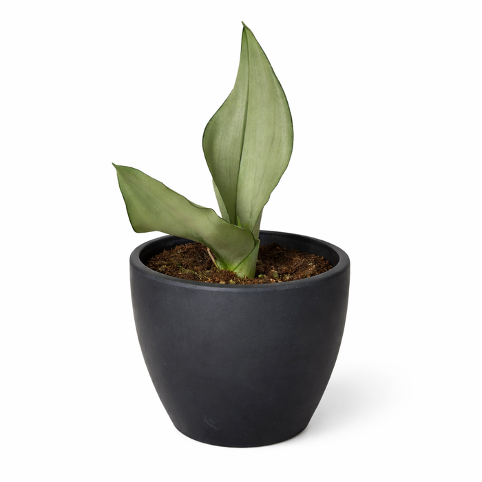 moonshine snake plant large Snake Plant Moonshine