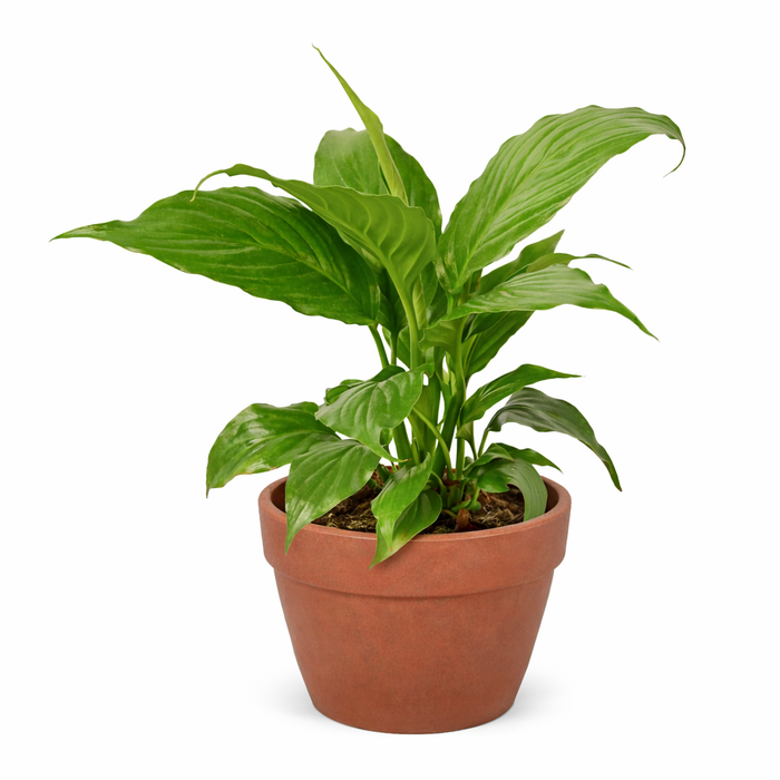 Spathiphyllum 'Peace Lily'