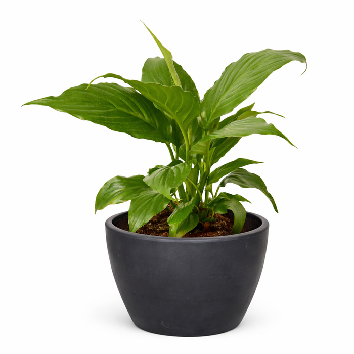 Spathiphyllum 'Peace Lily'