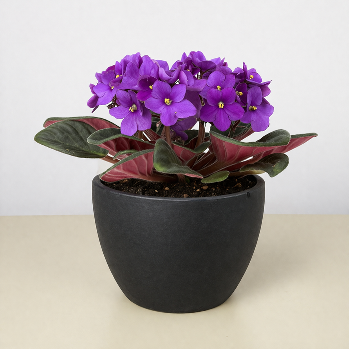 African Violet