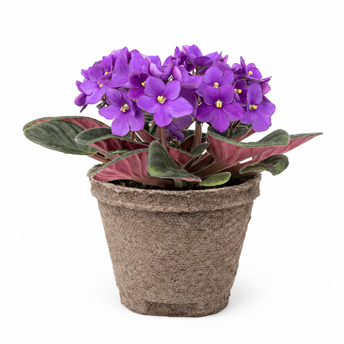 African Violet