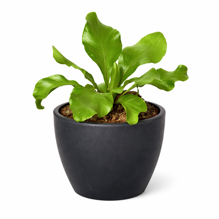 Bird's Nest 'Nidus' Fern