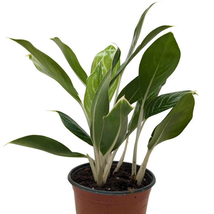 Chinese Evergreen 'Snow Cap'
