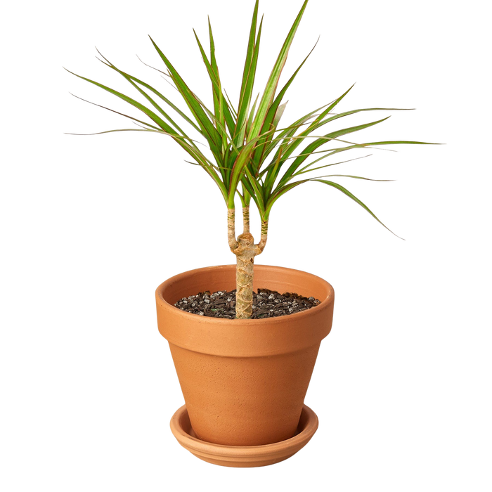 Dracaena 'Marginata Cane'