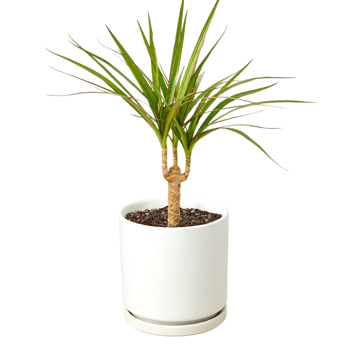 Dracaena 'Marginata Cane'