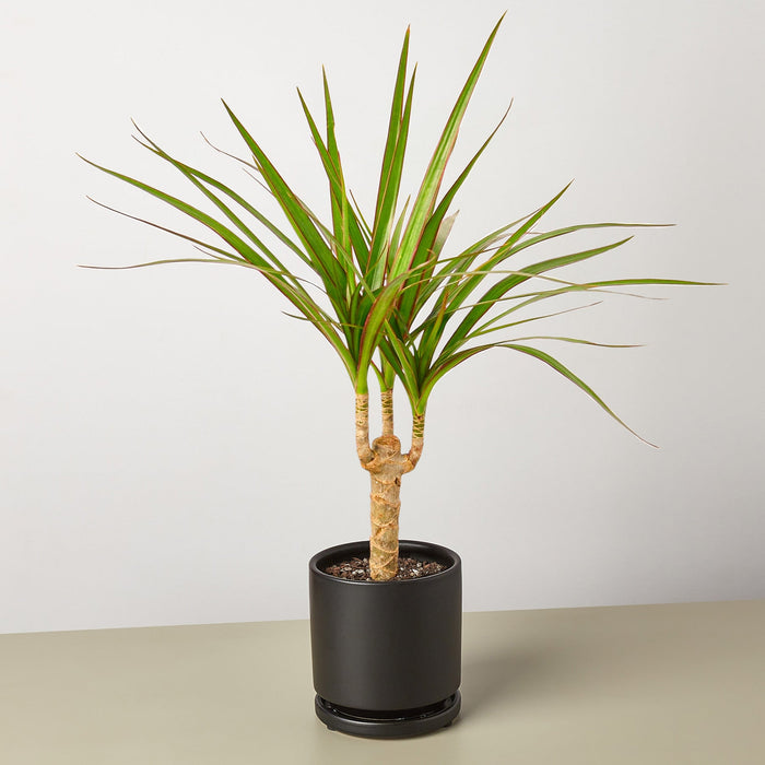 Dracaena 'Marginata Cane' - House Plant Shop